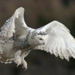 Nowa lista zwierząt do specjalnej ochrony. Jest tam sowa Harry'ego Pottera