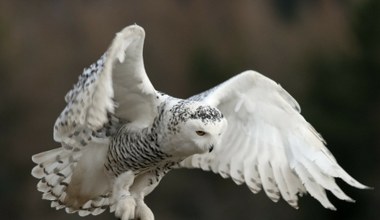 Nowa lista zwierząt do specjalnej ochrony. Jest tam sowa Harry'ego Pottera