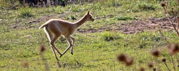 Nowa lokatorka gdańskiego ogrodu zoologicznego /Zoo Gdańsk /Materiały prasowe