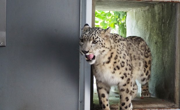 Nowa lokatorka stołecznego zoo. Na razie bacznie obserwuje otoczenie