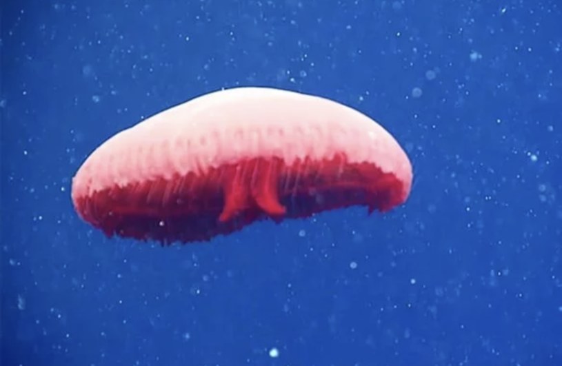 Nowa meduza z rodzaju Poralia /materiały prasowe