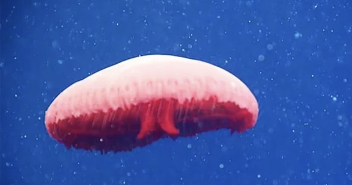 Nowa meduza z rodzaju Poralia /materiały prasowe