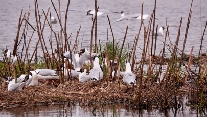 Nowa mutacja grypy ptaków dziesiątkuje stada. "Sytuacja jest nadzwyczajna"