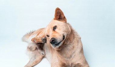 Nowa nadzieja dla chorych psów. Polacy opracowują innowacyjny lek
