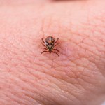 borelioza Nowa nadzieja w walce z boreliozą. Szczepionka skuteczna w badaniach