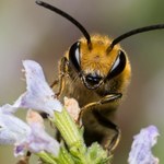 Nowa pszczoła w Polsce. Lubi cmentarze i zwiastuje coś niepokojącego