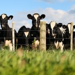Nowa Zelandia chce opodatkować beknięcia i odchody krów
