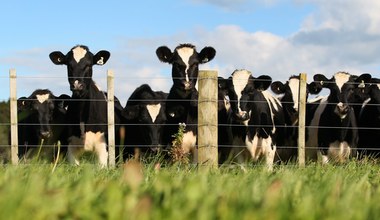 Nowa Zelandia chce opodatkować beknięcia i odchody krów