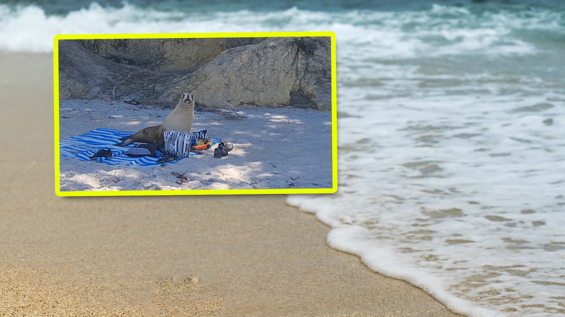 Nowa Zelandia: Lew morski zakłócił piknik na plaży /Instagram/Alaina Gillies /pixabay.com