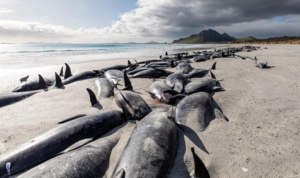 Nowa Zelandia: Walenie wyrzucone na brzeg. Zmarło 477 ssaków