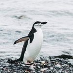 Nowa Zelandia: Znaleziono pingwina Adeli. Przebył 3 tys. km od Antarktydy