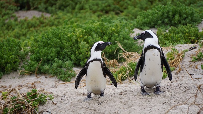 Nową Zelandię zamieszkiwał olbrzymi pingwin o wzroście nawet 1,6 metra /Geekweek