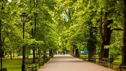 Nowa zieleń w centrum Krakowa. Będą alejki i królewskie gatunki roślin
