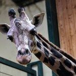 Nowa żyrafa w gdańskim zoo. Alia pomoże rozpocząć hodowlę