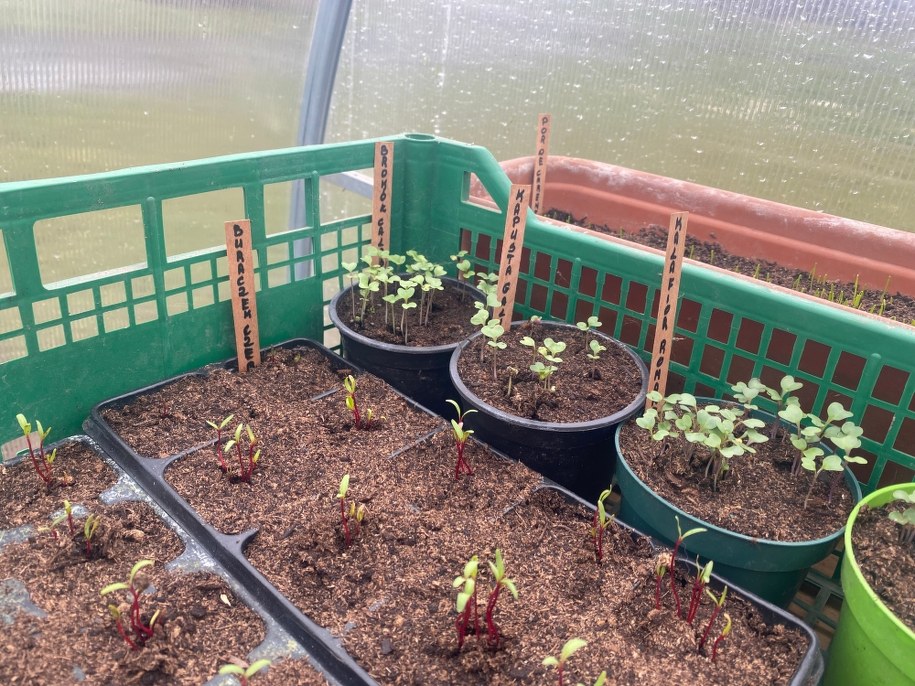 Nowalijki możemy uprawiać samodzielnie /Magdalena Grajnert /RMF FM