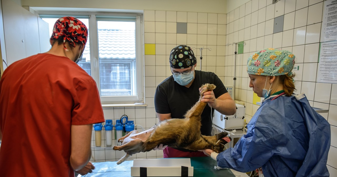 Nowatorska operacja weterynaryjna w Lublinie. Suczka Shila dostanie dwie protezy