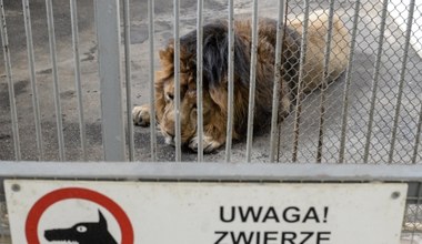 Nowatorski zabieg w łódzkim zoo