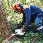 Nowe absurdy ustawowe dotyczące wycinania drzew