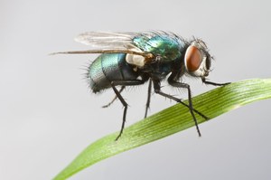 Nowe badanie przekonuje, że owady jednak czują ból