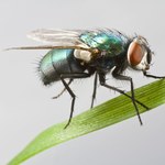 Nowe badanie przekonuje, że owady jednak czują ból