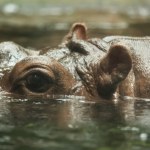 Nowe ceny biletów w warszawskim zoo. Zmiany już wkrótce