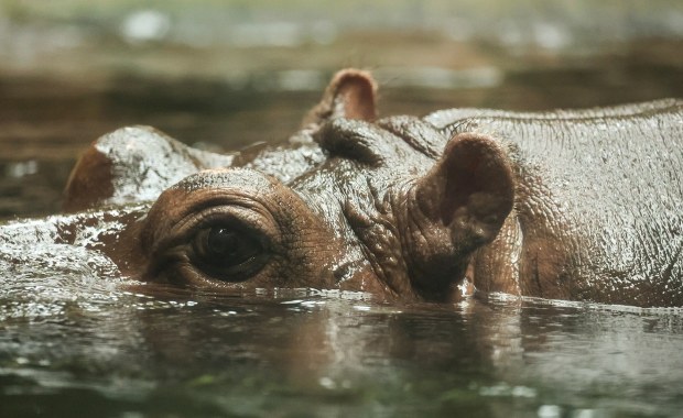 Nowe ceny biletów w warszawskim zoo. Zmiany już wkrótce