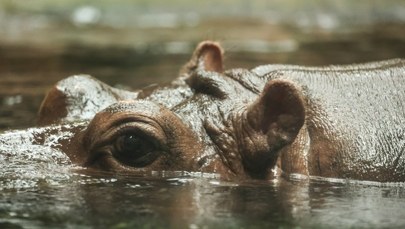 Nowe ceny biletów w warszawskim zoo. Zmiany już wkrótce
