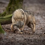 Nowe dane na temat liczby wilków. Europejski kraj dla nich wręcz idealny