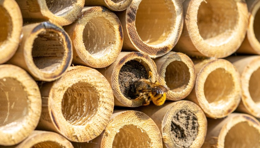 Nowe domki dla pszczół przy sandomierskich placówkach oświatowych 