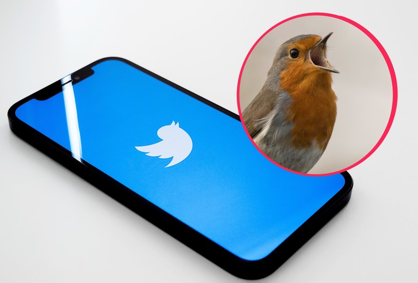 Nowe dźwięki na Twitterze naśladują świergot ptaków. /Unsplash
