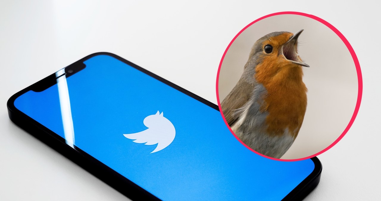 Nowe dźwięki na Twitterze naśladują świergot ptaków. /Unsplash