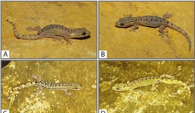 Nowe gatunki gadów odkryte kilka metrów pod ziemią