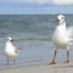 Nowe hotele na Helu nie podobają się ornitologom. Co z ptakami?