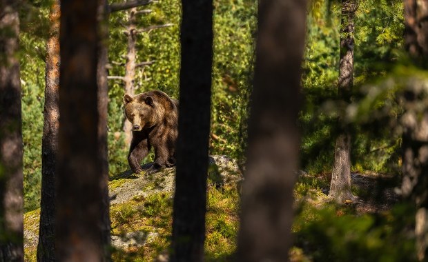 Nowe informacje po ataku niedźwiedzia na Podkarpaciu. "To sprzyja sytuacji zaskoczenia"