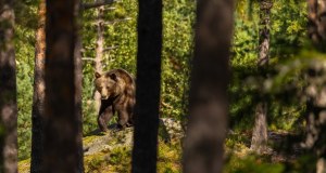 Nowe informacje po ataku niedźwiedzia na Podkarpaciu. "To sprzyja sytuacji zaskoczenia"