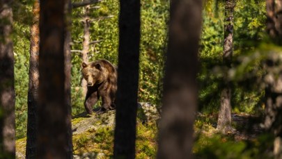 Nowe informacje po ataku niedźwiedzia na Podkarpaciu. "To sprzyja sytuacji zaskoczenia"