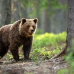 atak niedźwiedzia Nowe informacje ws. ataku niedźwiedzia na Podkarpaciu. Są wyniki sekcji zwłok