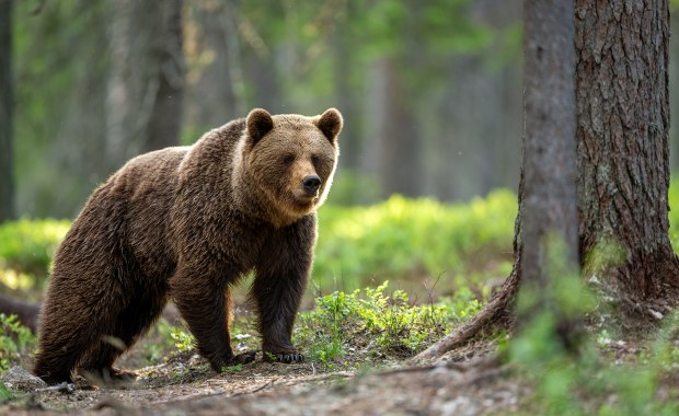 Nowe informacje ws. ataku niedźwiedzia na Podkarpaciu. Są wyniki sekcji zwłok