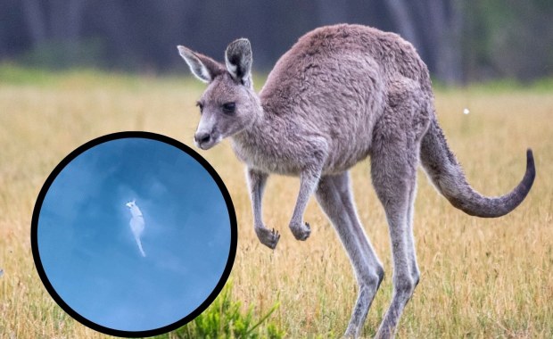 Nowe informacje ws. kangura uciekiniera. Został namierzony 