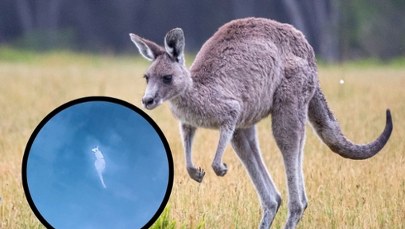 Nowe informacje ws. kangura uciekiniera. Został namierzony 