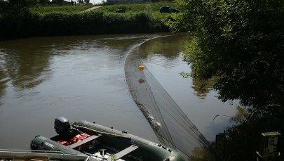 Nowe informacje ws. śniętych ryb w Odrze