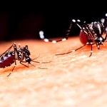 Nowe kleszcze w Polsce. To efekt zmian klimatu