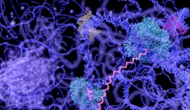 Nowe modyfikacje mRNA o znaczeniu terapeutycznym odkryte na UW