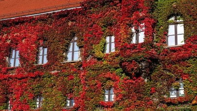 Nowe nabytki wrocławskiego muzeum. Zakupiono obrazy i płaskorzeźbę
