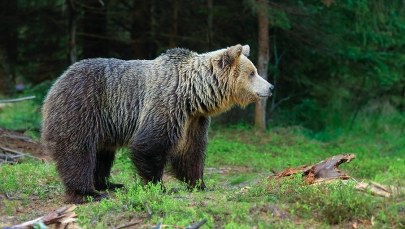 Nowe obroże dla niedźwiedzi. Dwie z kamerami  