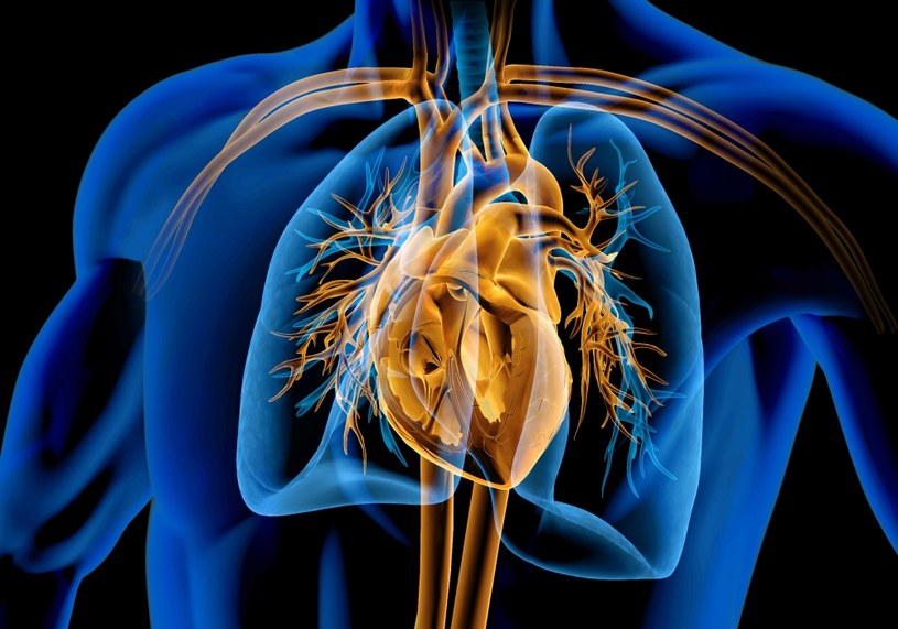 Nowe odkrycie badaczy z Uniwersytetu w Houston może pozwolić w przyszłości na regenerację mięśnia sercowego po zawale /123RF/PICSEL