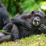 Nowe odkrycie: małpy sporo piją. Codziennie piwko albo... małpka