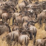 Nowe odkrycie w parku Serengeti. Dokonała go sztuczna inteligencja