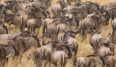 Nowe odkrycie w parku Serengeti. Dokonała go sztuczna inteligencja