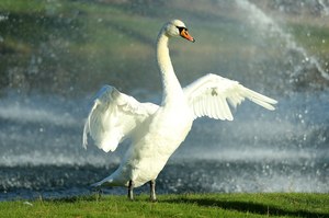 Nowe ogniska ptasiej grypy w Polsce. Będzie kolejna rzeź ptactwa?